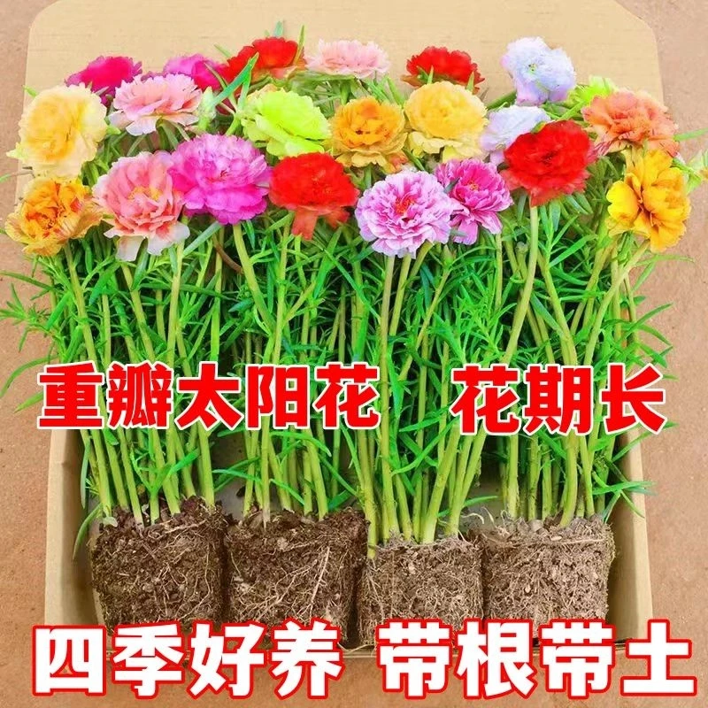 【热卖带根带土】重瓣太阳花苗混色阳台庭院好养花卉宿根耐热基地