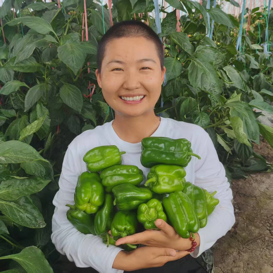 新鲜青辣椒菜椒水果辣椒新鲜本地应季蔬菜农家自种现摘现发