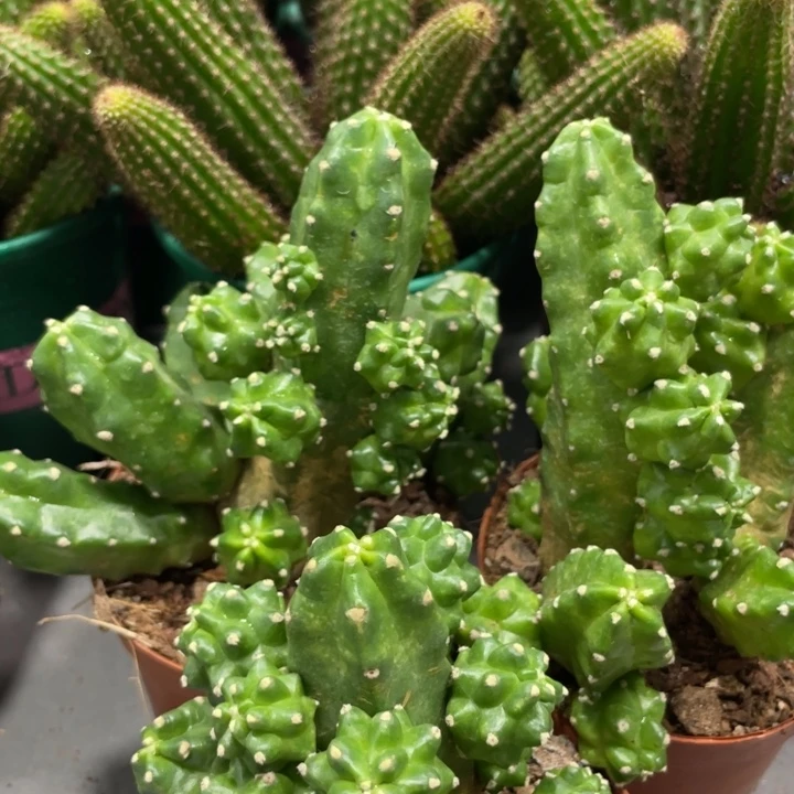 群生红花桃太郎一杯