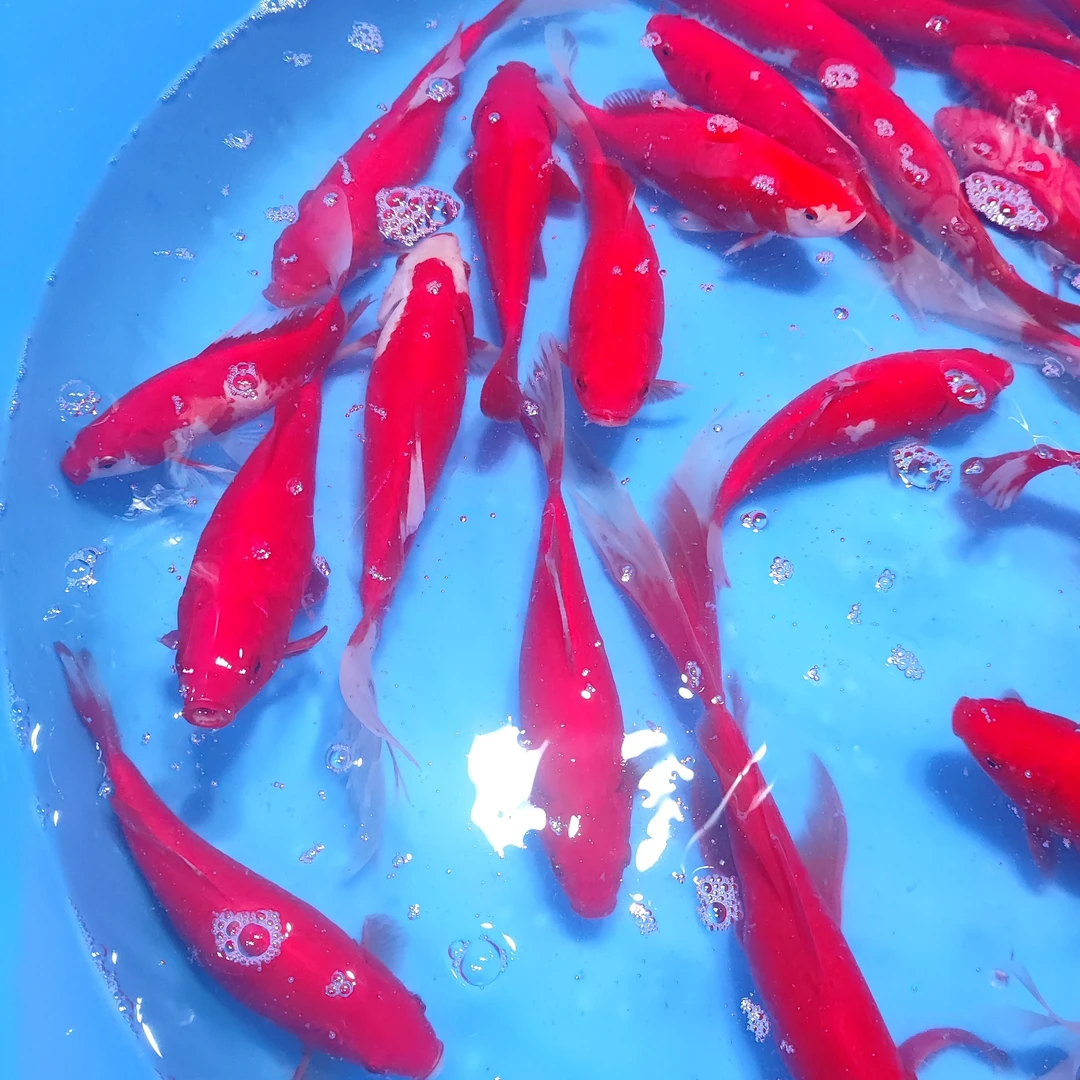 草金鱼锦鲤3-6公分多彩混色不指定颜色全国观赏鱼包邮小鱼批发