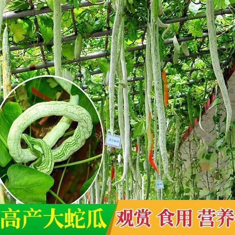 【特长蛇豆】蔬菜种子