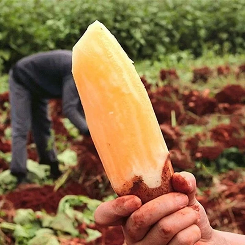 新鲜现挖云南天山雪莲果新鲜水果当季现挖脆甜红心时令3/5/9斤