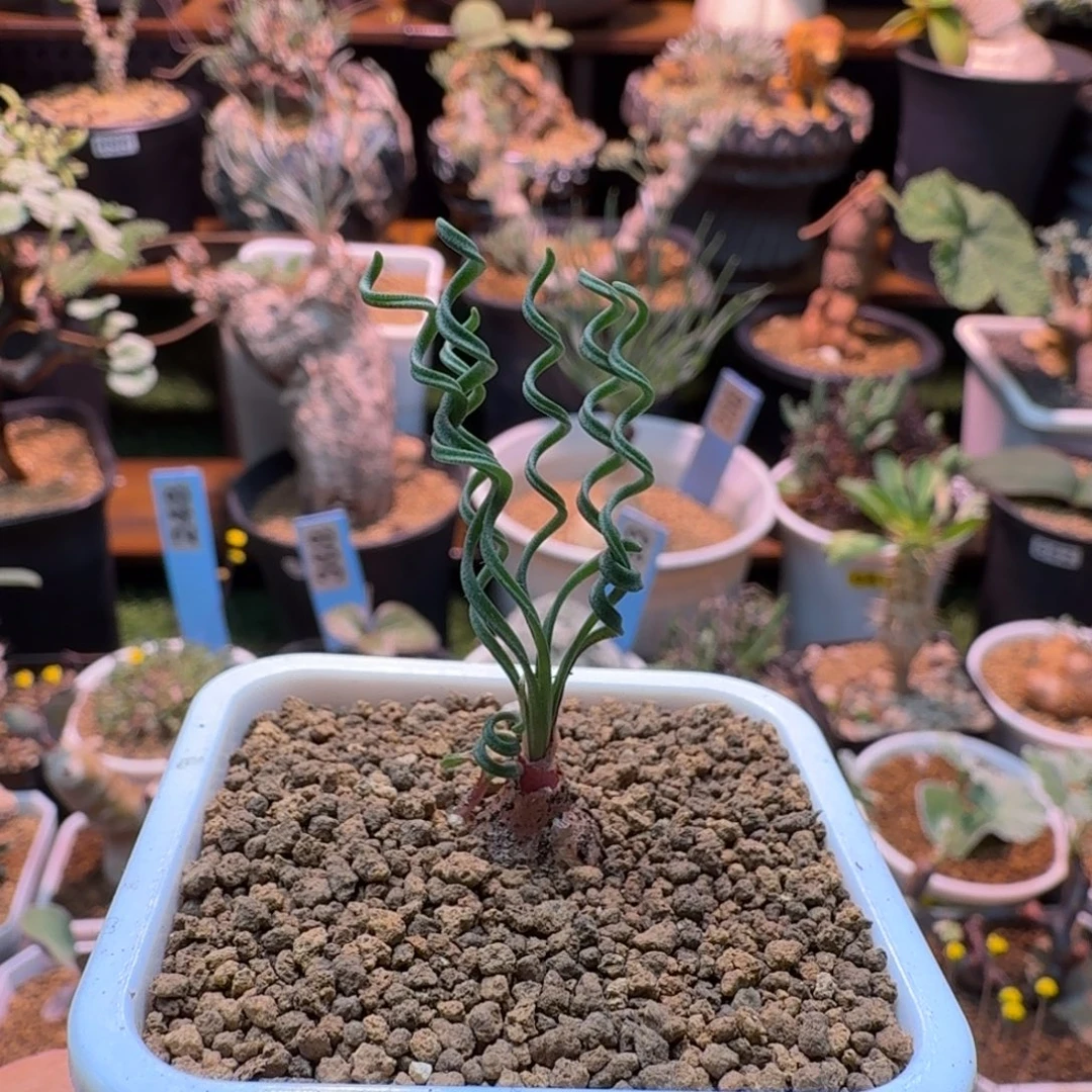 GL弹簧草792 仙人掌