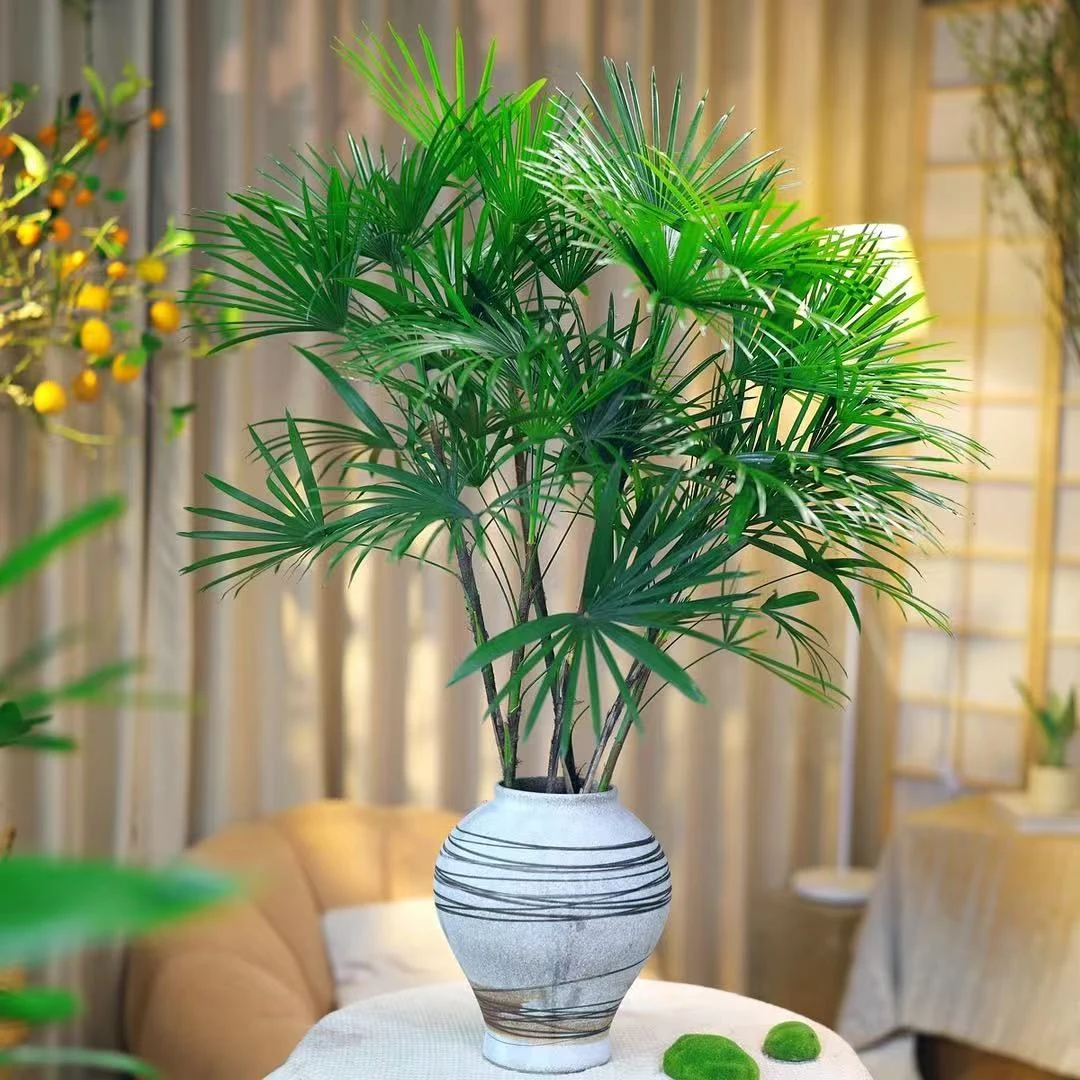 70-90cm高度棕竹水培净化空气好养家庭摆件植物