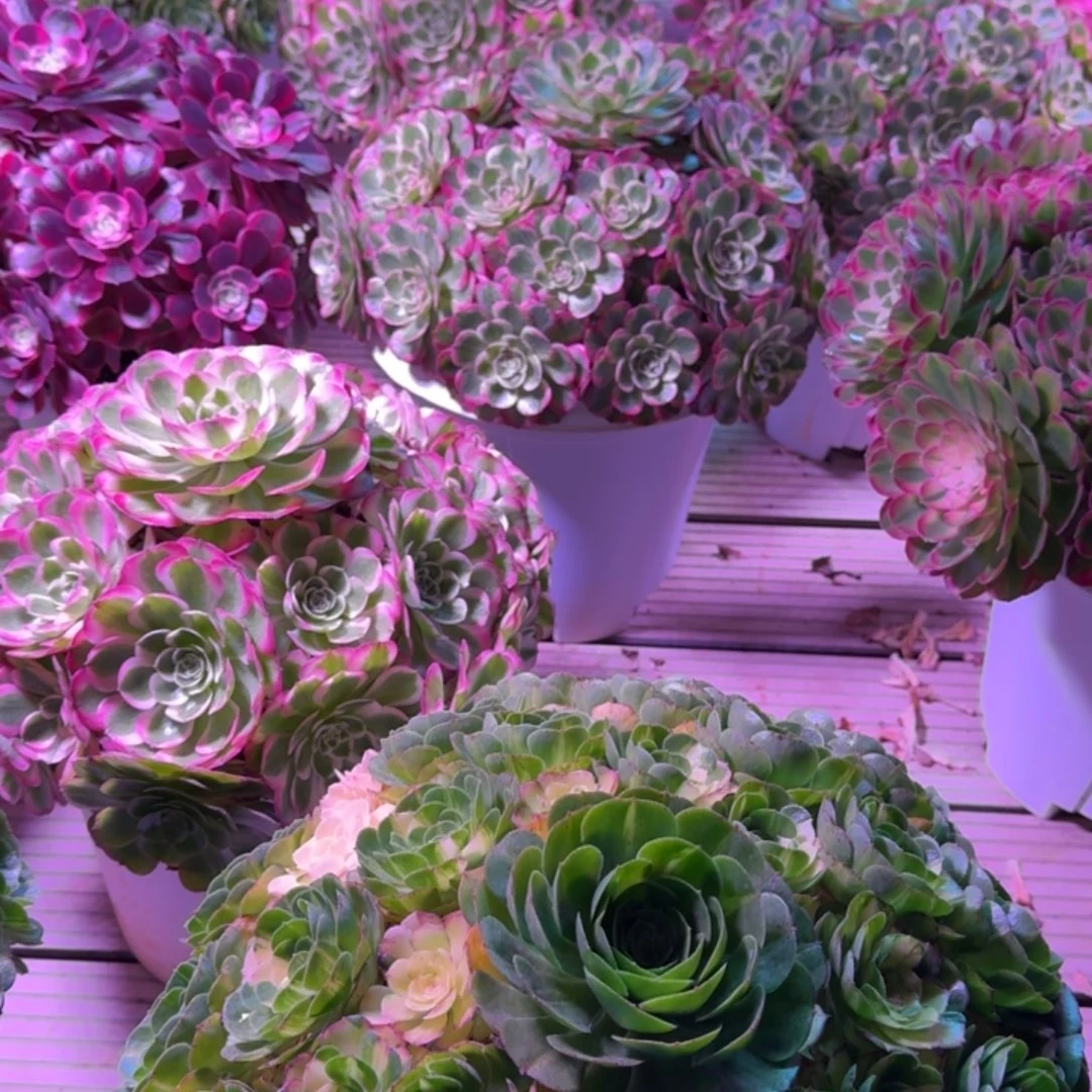 小***子多肉植物法师13妹