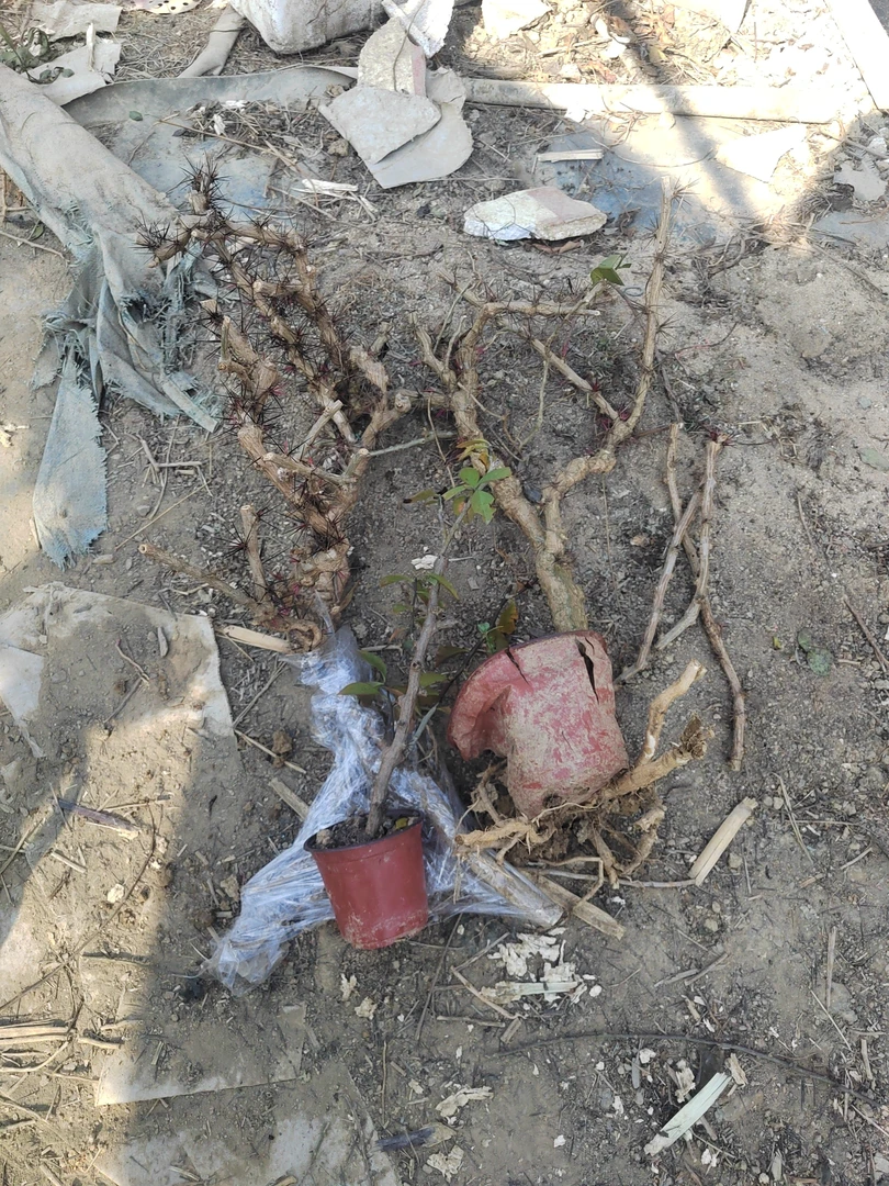 叶仙自根老桩2棵
