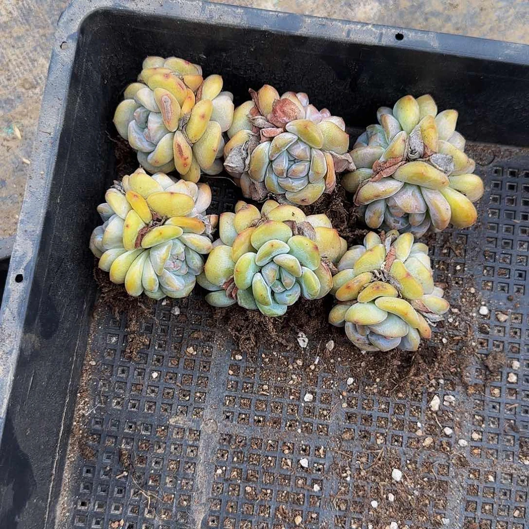 2颗一组3头透款星影特价