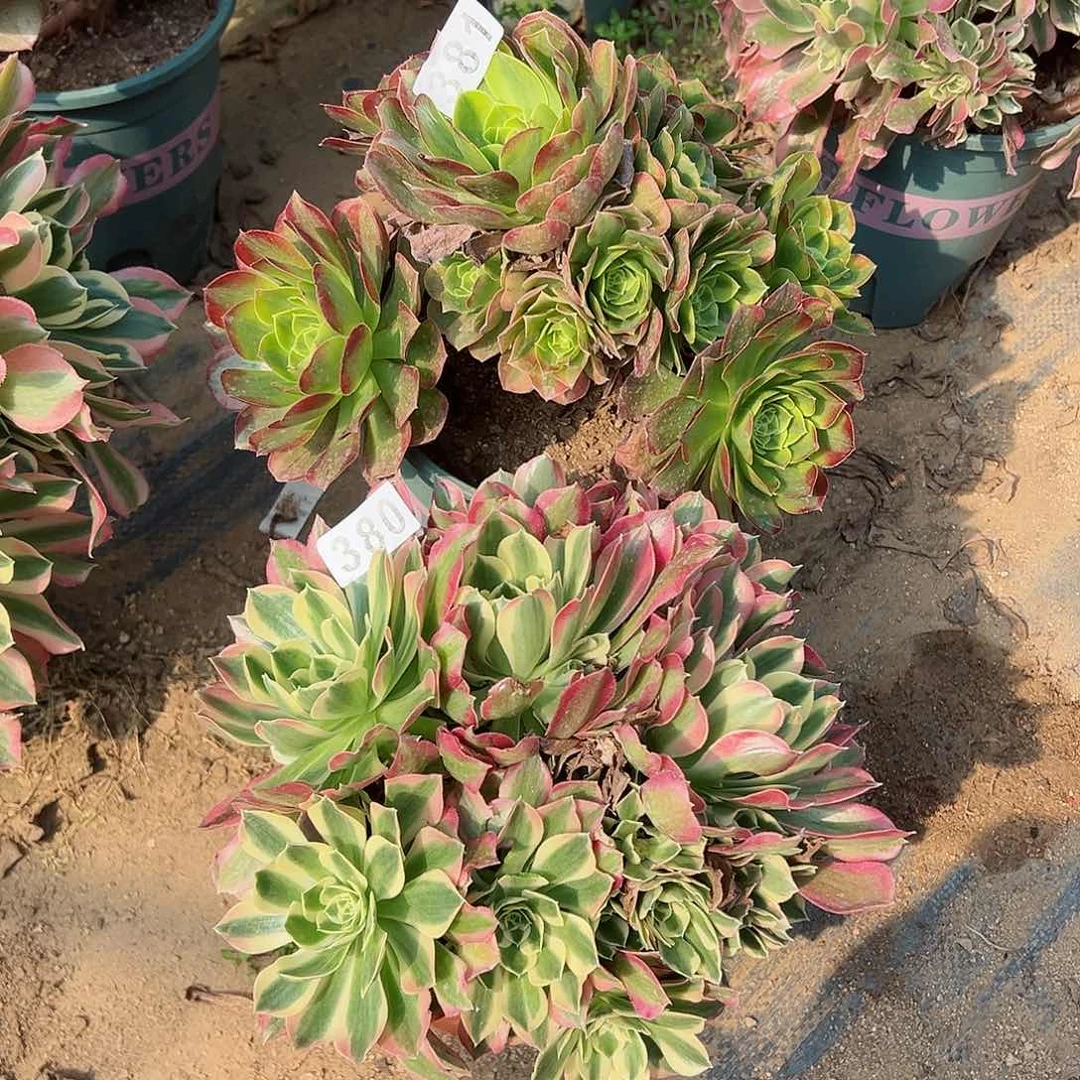 紫砂茶宠法师2个381号380号