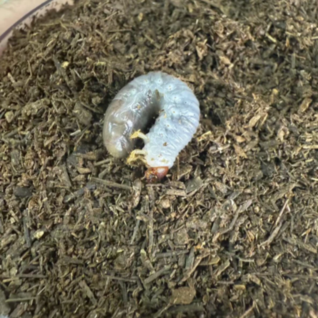 琉璃X琉璃 彩虹锹甲无忧罐（活体甲虫幼虫）