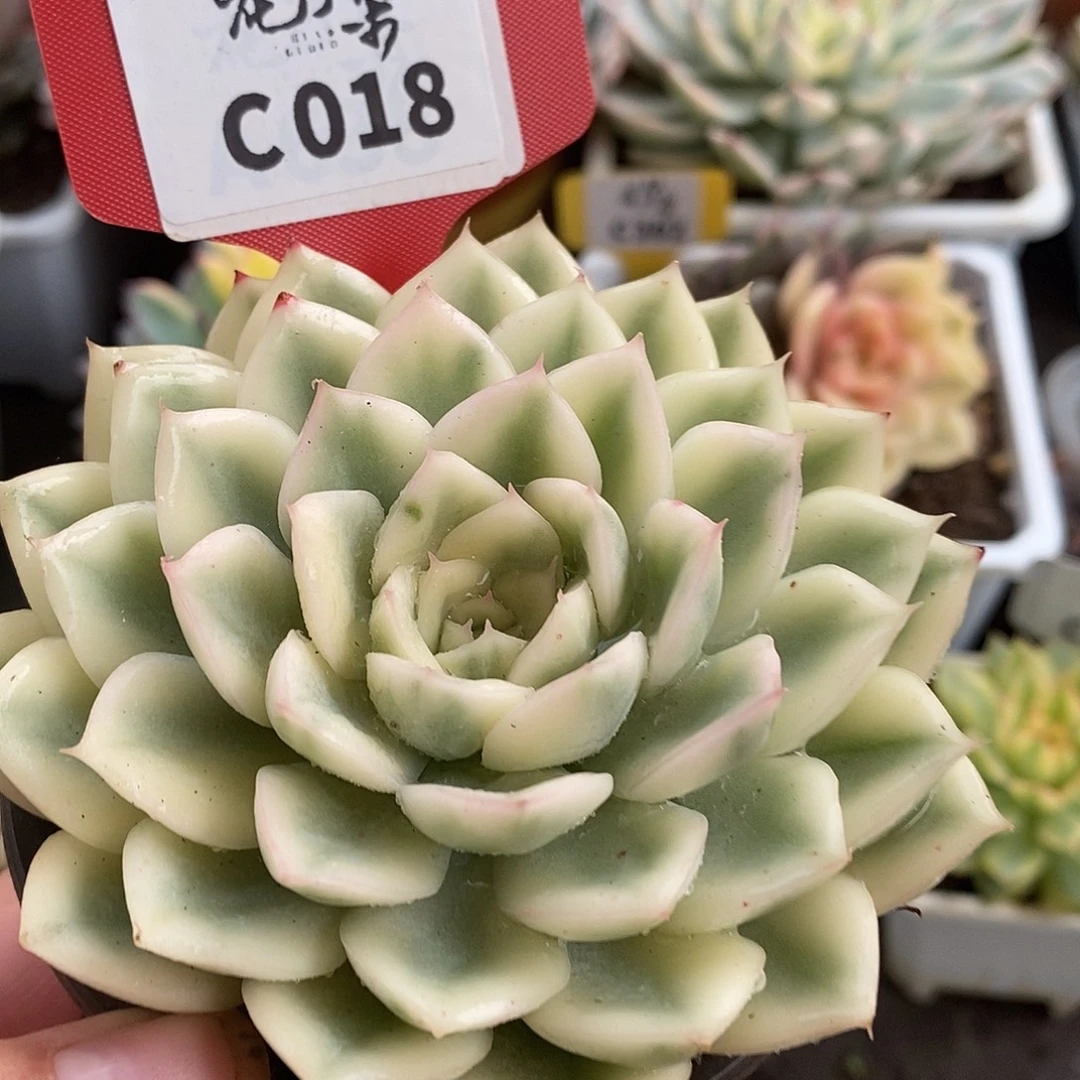 018月亮仙子哈哈哈哈