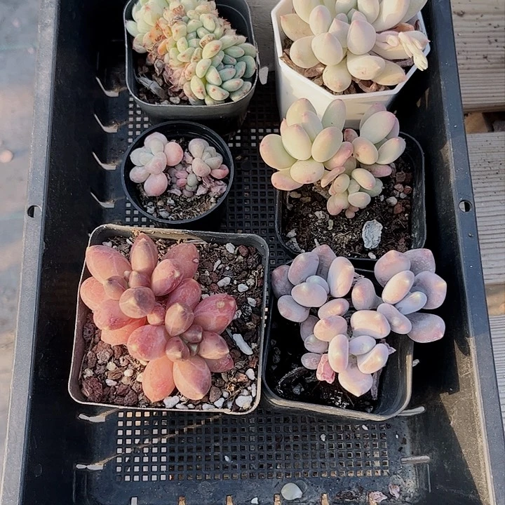?552密密麻麻密密麻麻