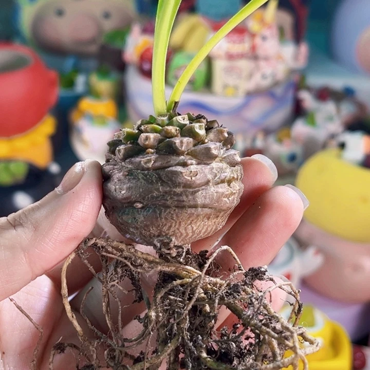 07铁甲丸单颗带土包邮