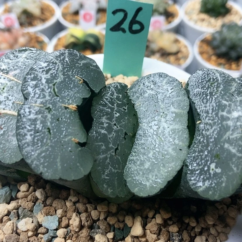 【闪购商品】勇**利大神帝26