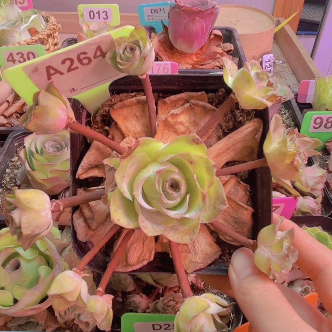 264粉红佳人山地玫瑰