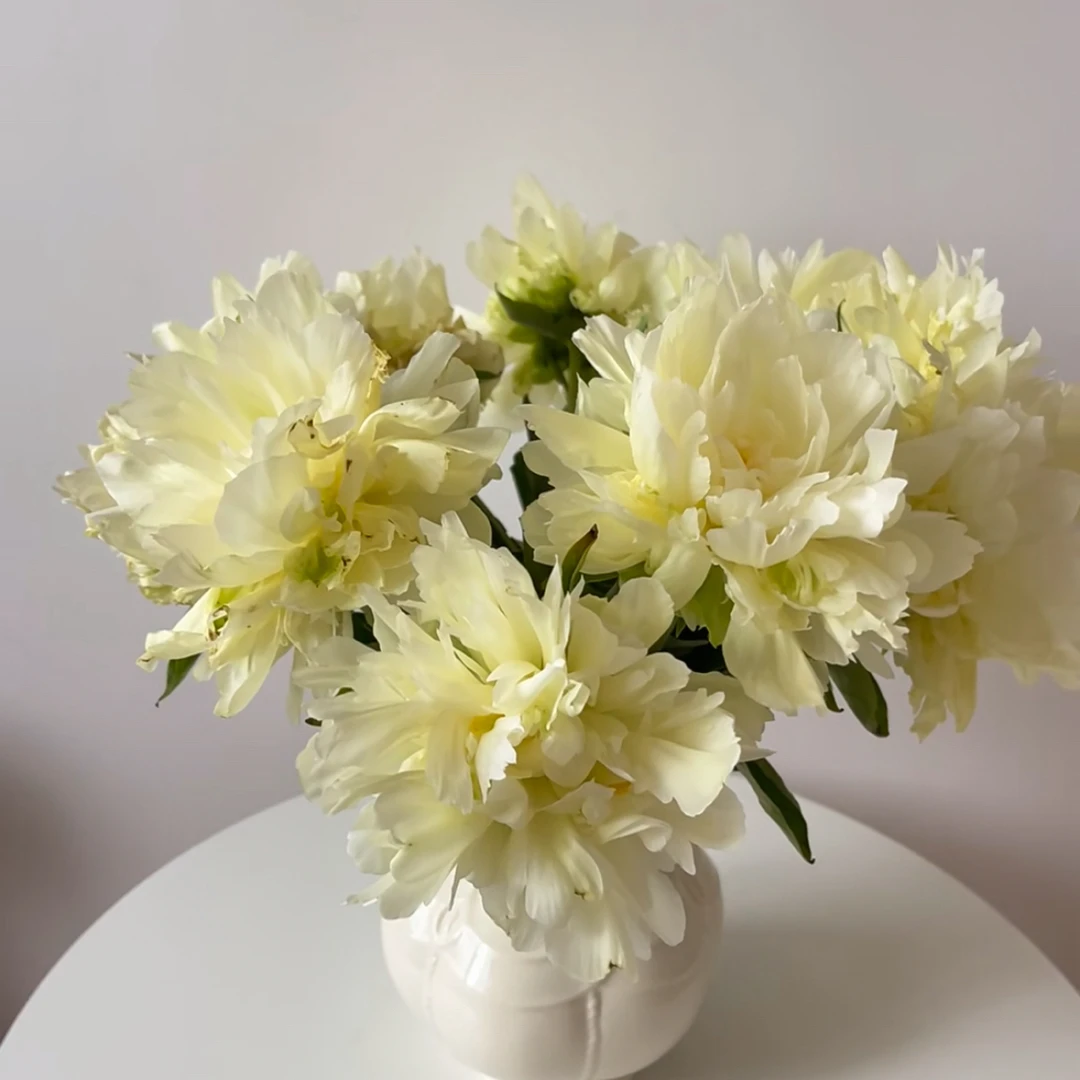 黄金轮 黄色系重瓣观赏芍药 阳台庭院种植