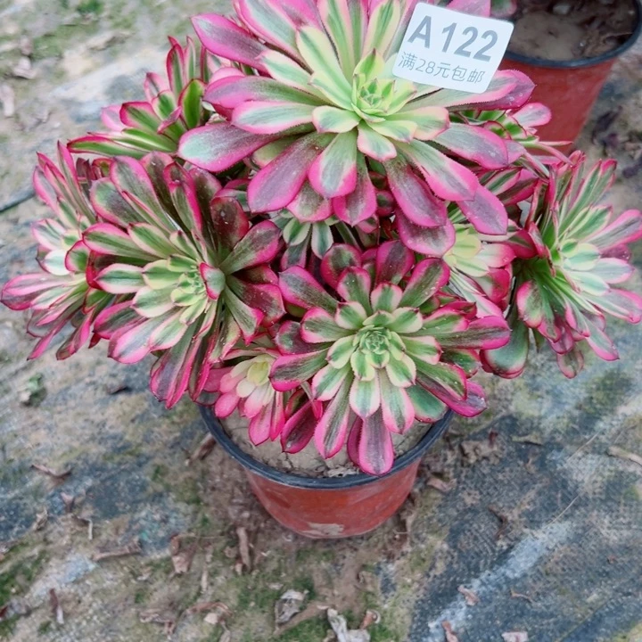 122舞天姬多肉植物