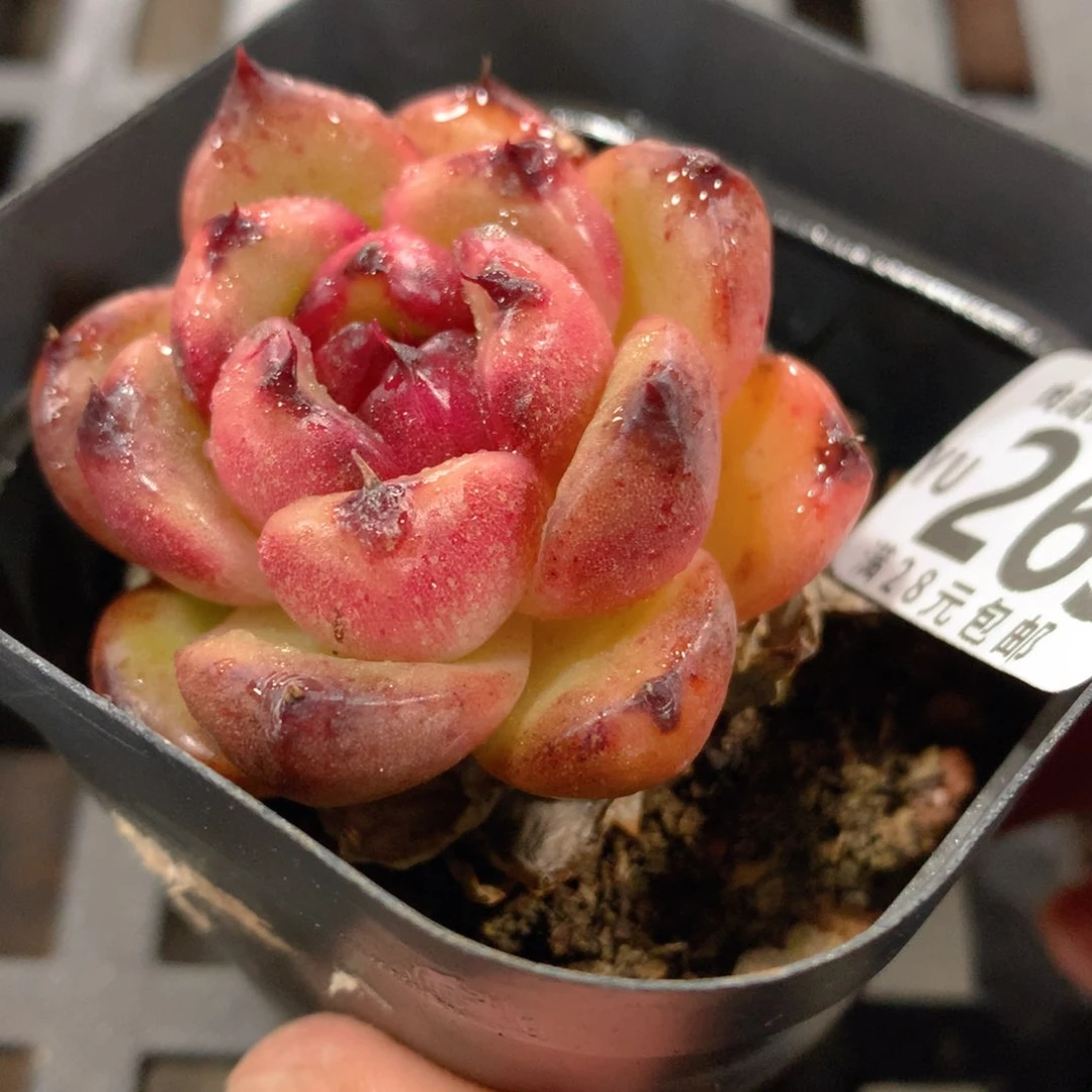 肉萌萌拇指盆精控多肉YU265