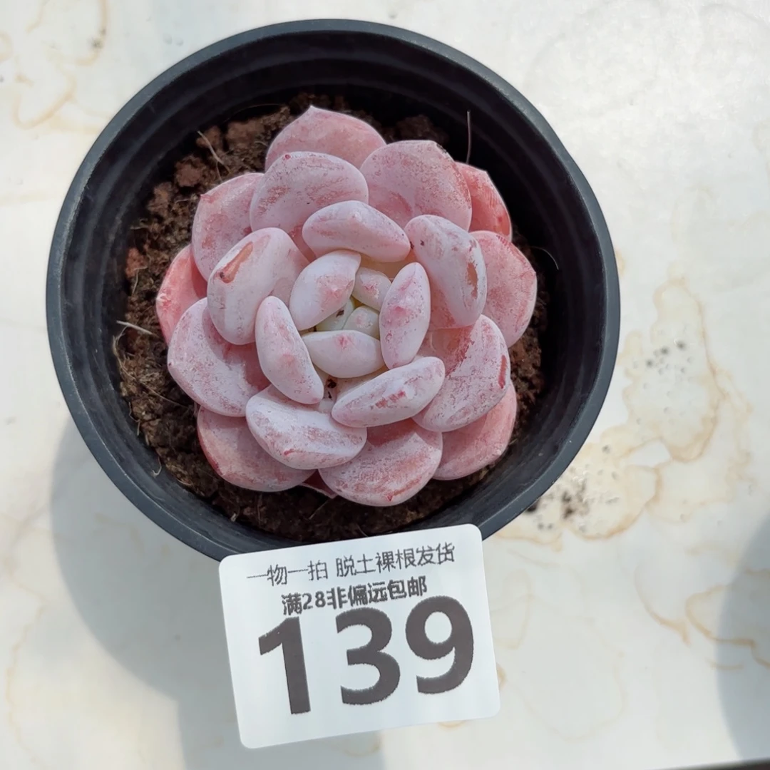 胖雪橙无盆土发货