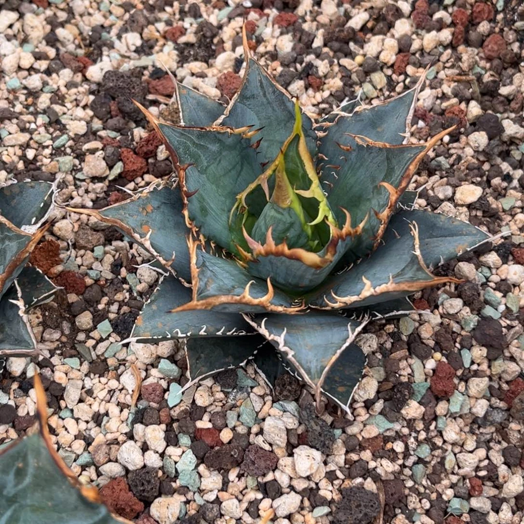 无花朵龙舌兰仁王冠海王