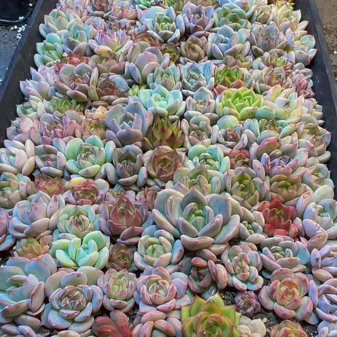 601多肉的我都吃不