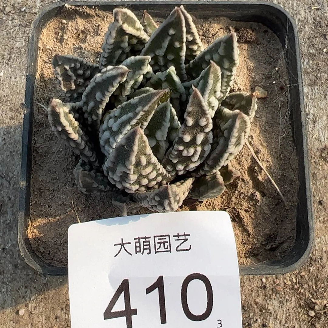 0000410 一物一拍脱土发