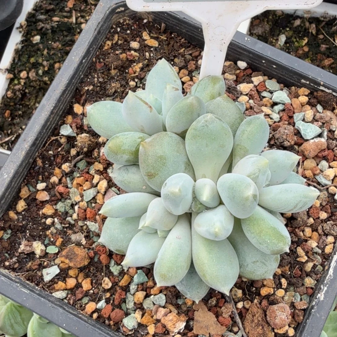 哥特多肉植物620.