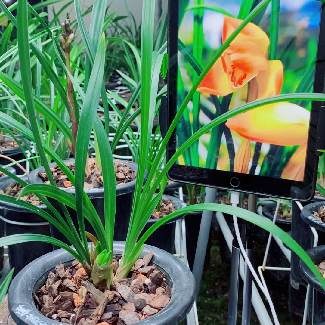 大部分花苞少量开放