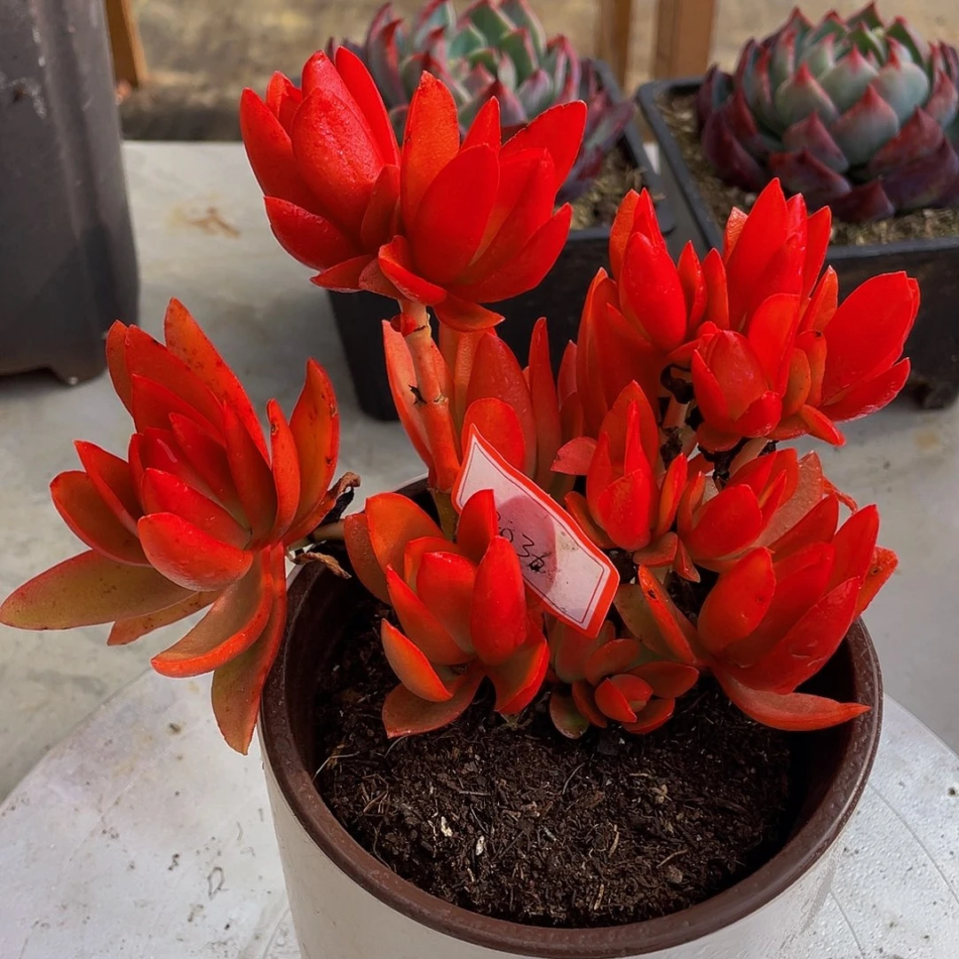 火炬多肉植物2036