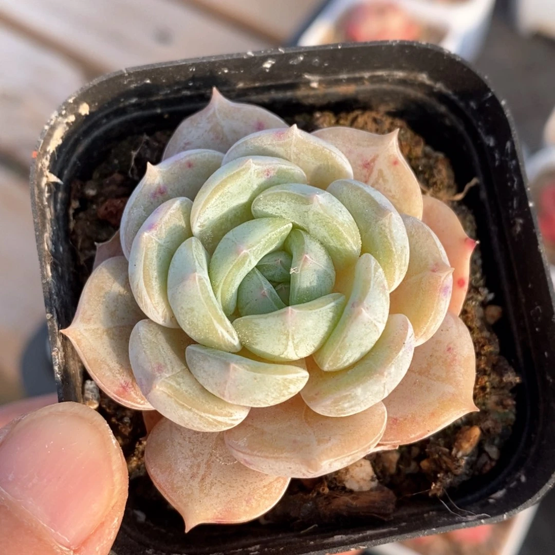 精品多肉一物一拍64