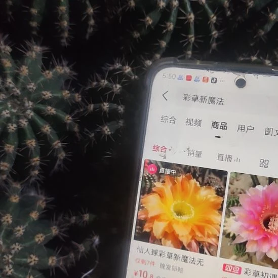 仙人球彩草新魔法侧芽