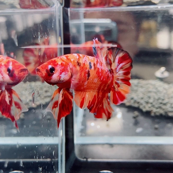 斗鱼黑64号巨斗将军