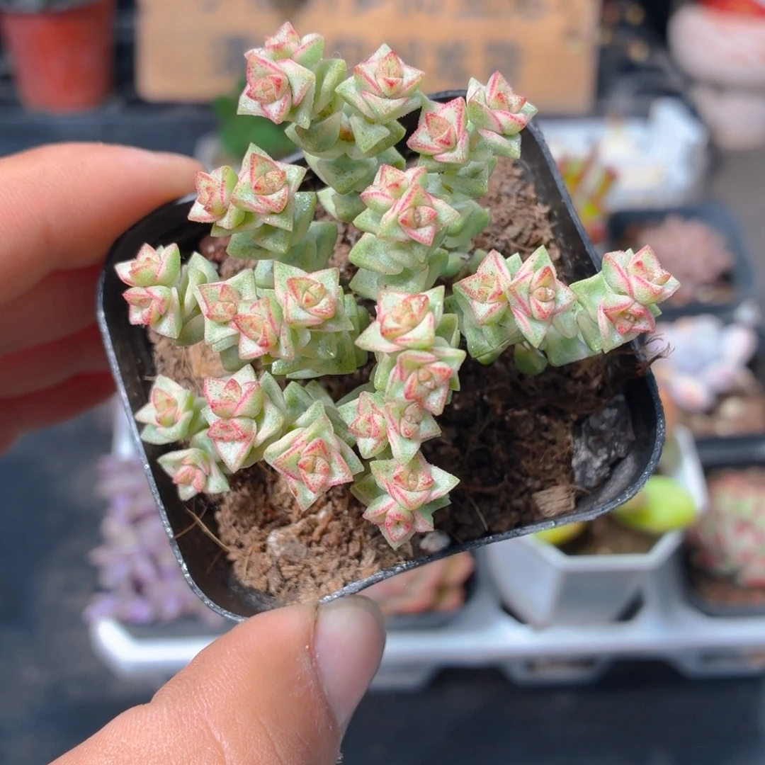 蜡笔小新多肉9.9包邮发货