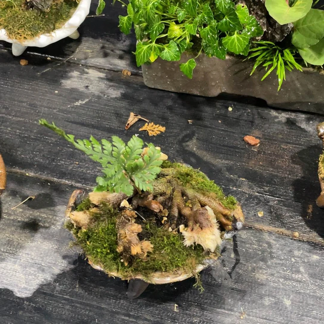 无花朵?****日本猫爪厥