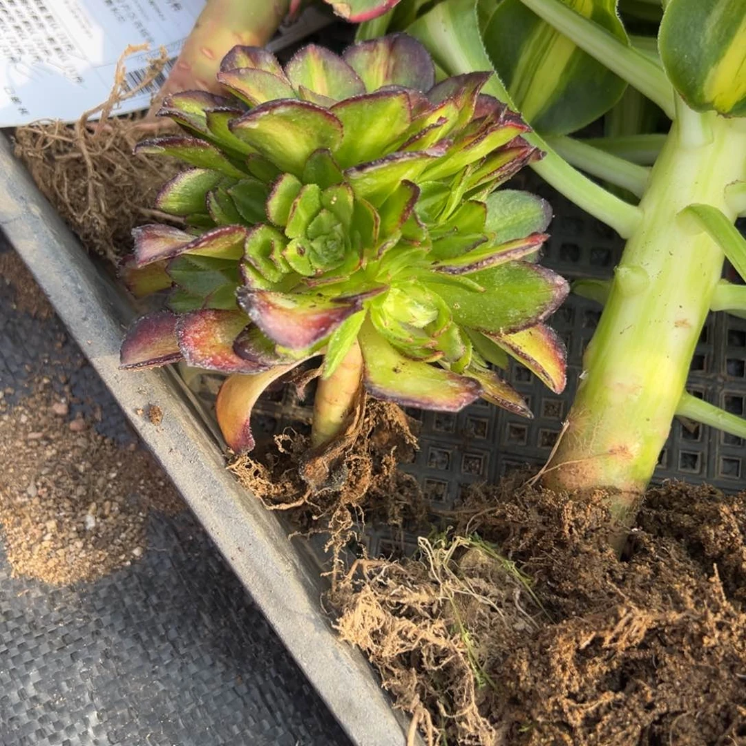 海王七彩多肉一颗28