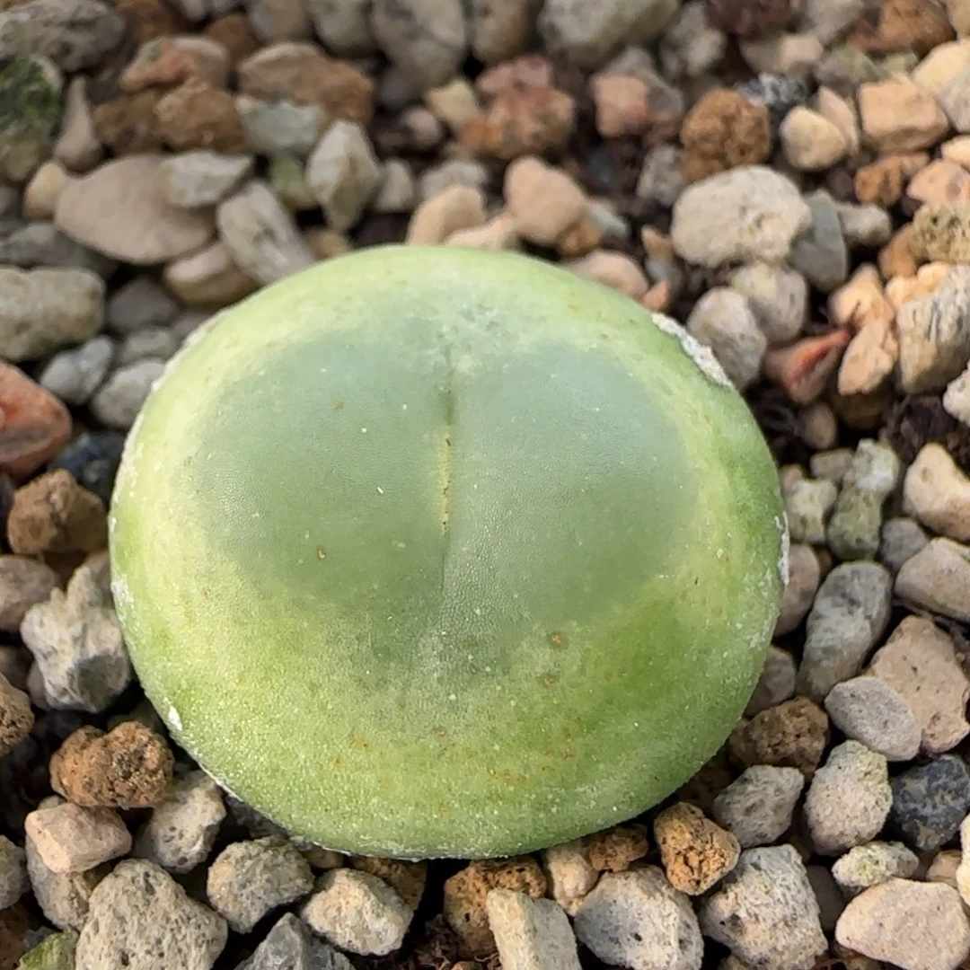 12-20-2-2当天满38包邮1.8cm紫皮拉登脱土