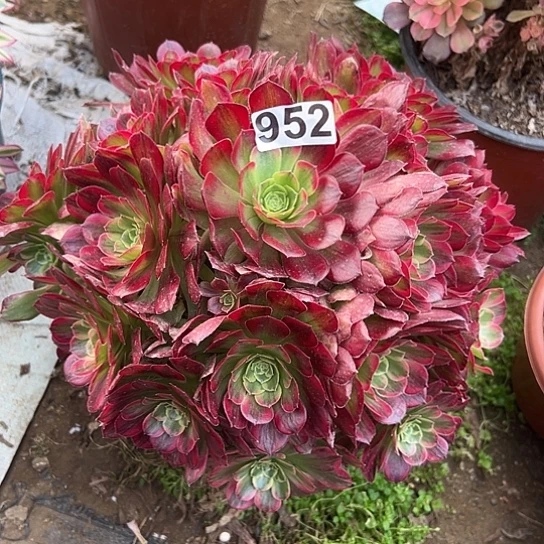 ℘****一颗多肉法师植物