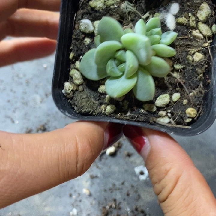 上盆甜心224一个多肉