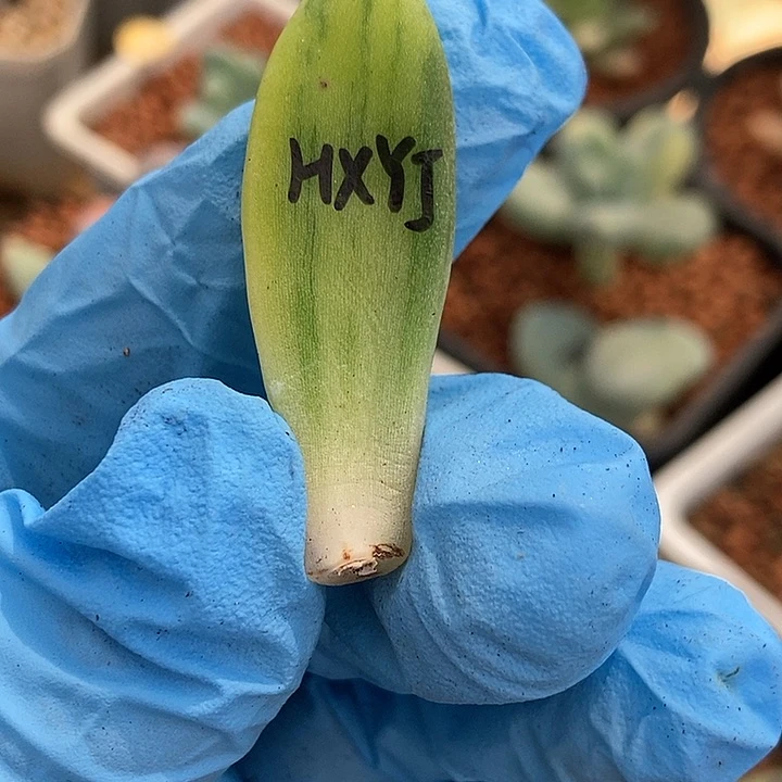 青***。红象牙锦多肉植物