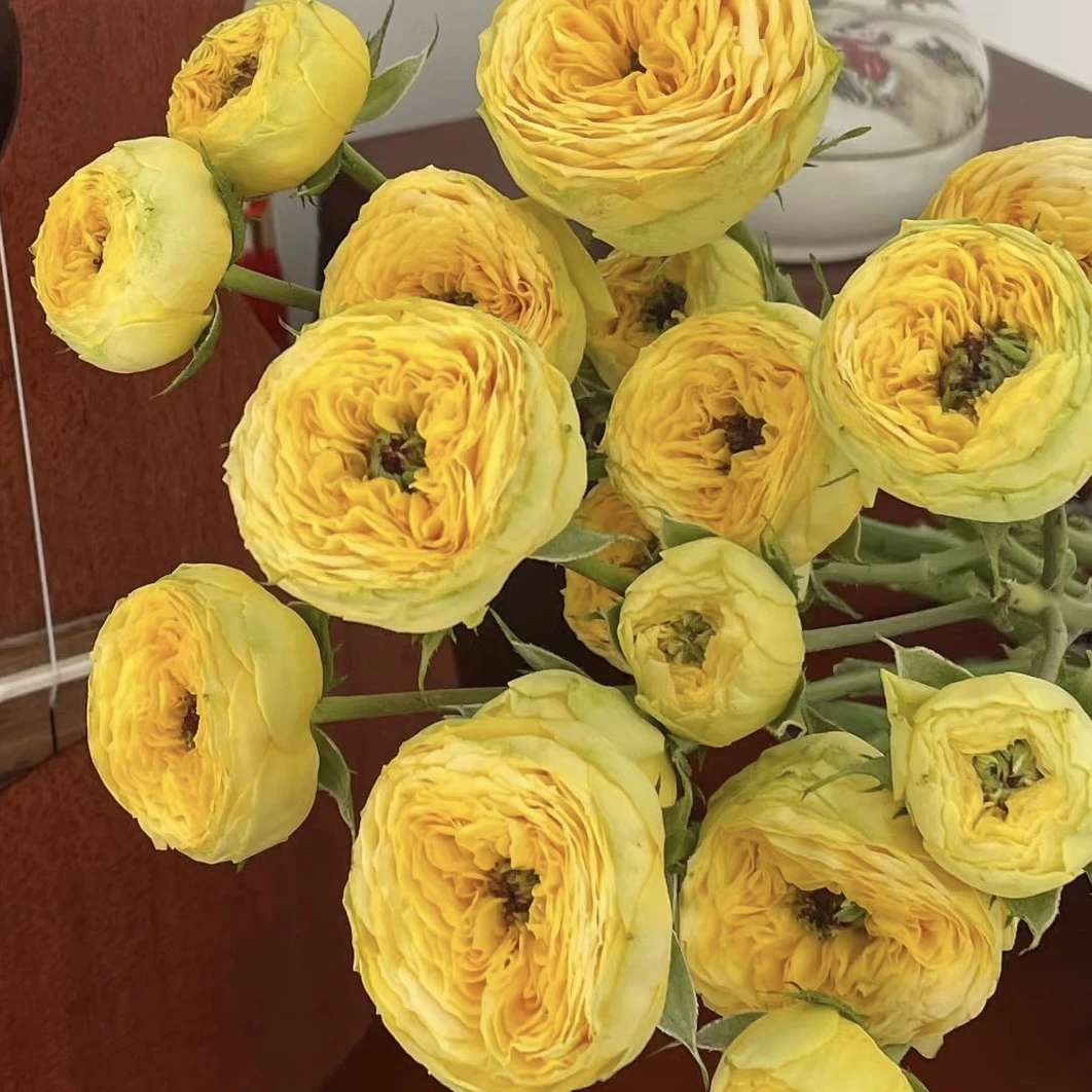 【花之物语】金色潮流多头玫瑰 包邮