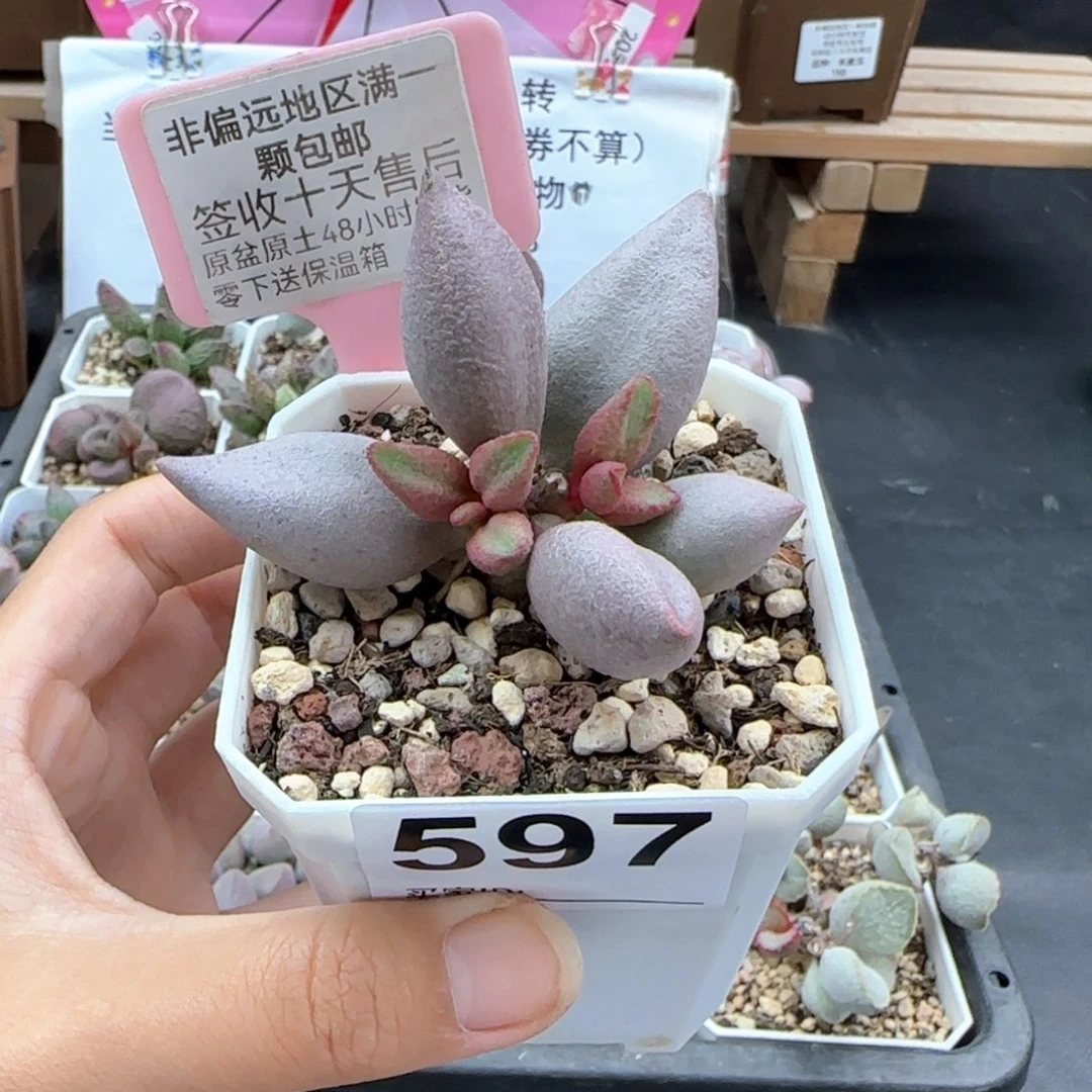 597哈弗多肉植物