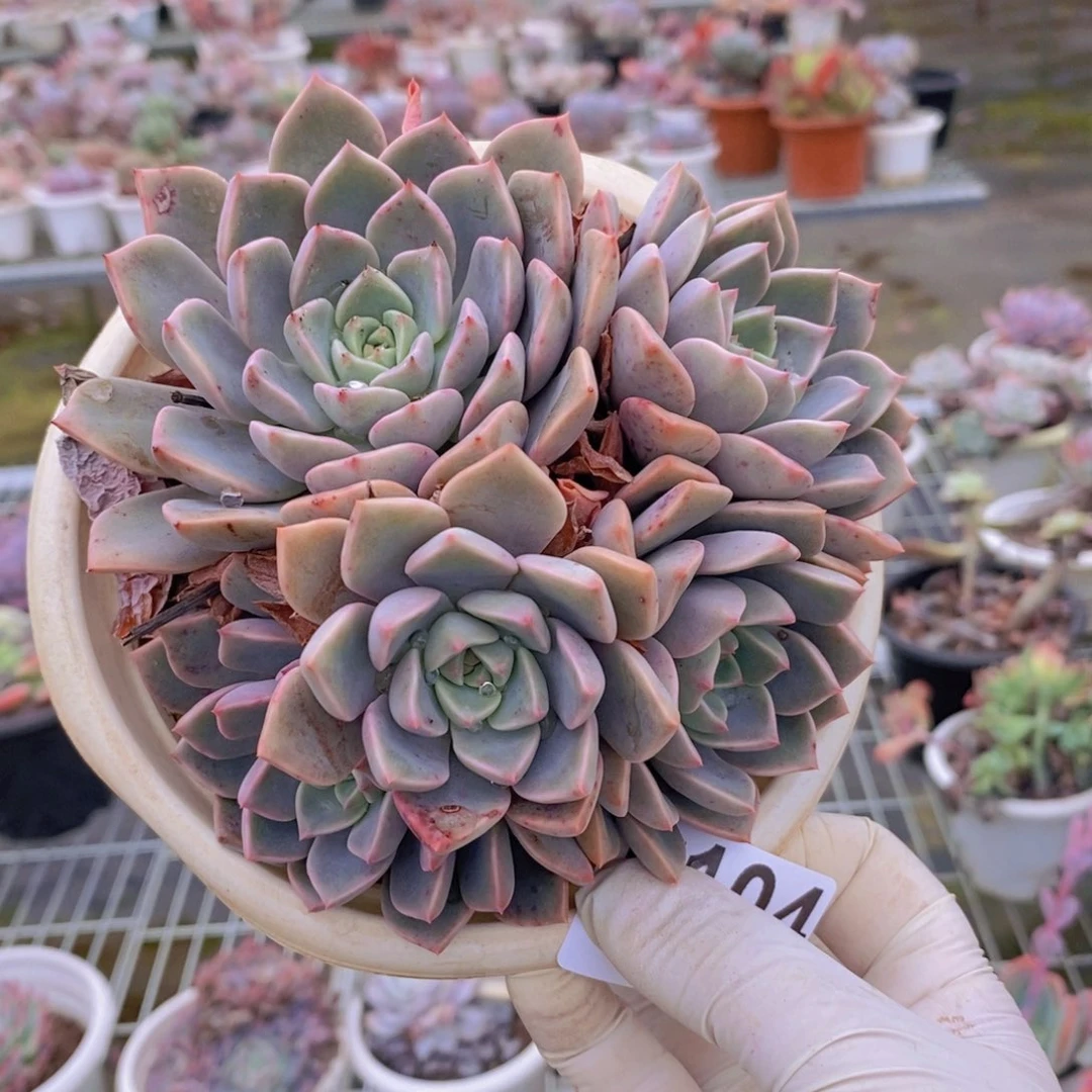 6104红粉佳人一物一拍