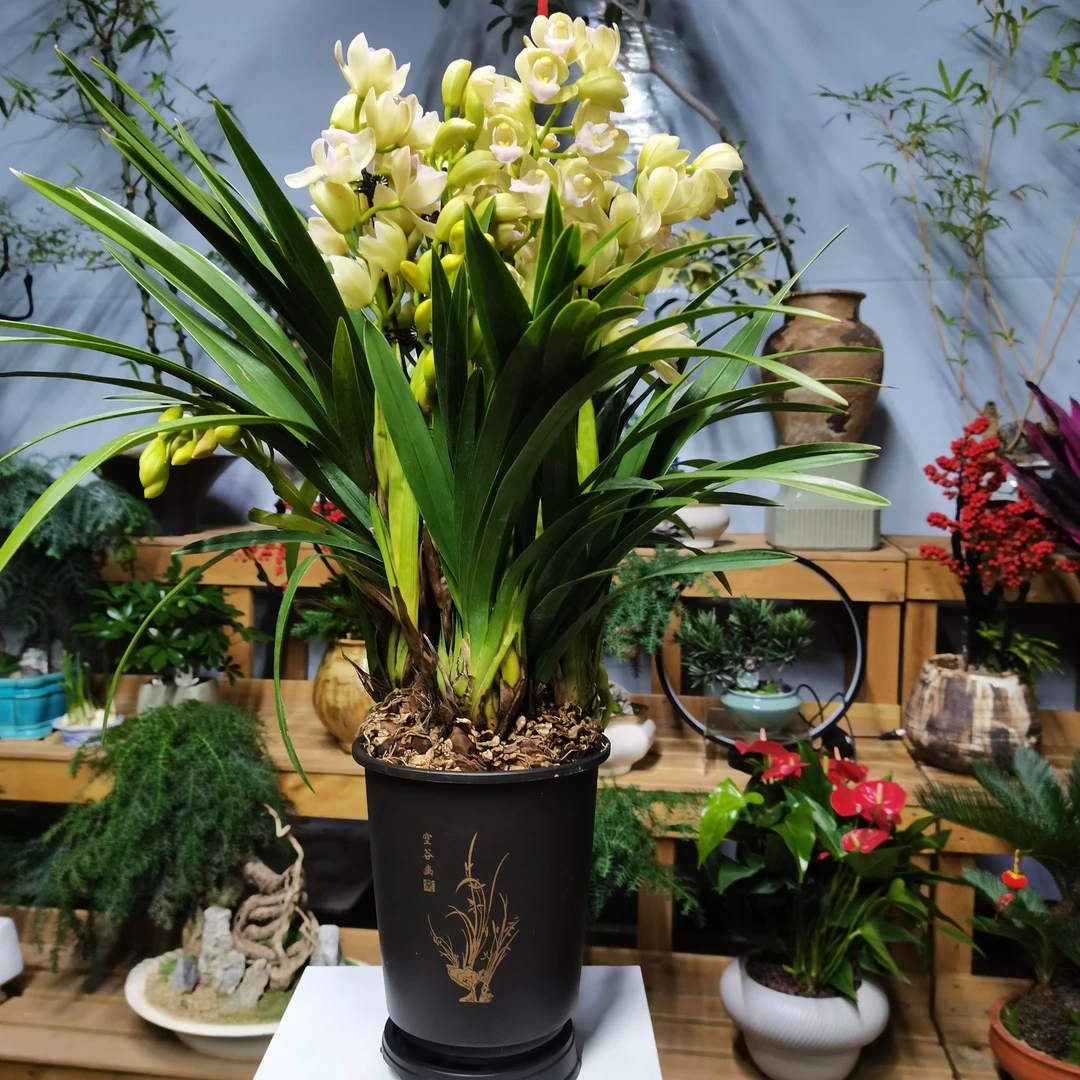【香水香兰带花苞花剑】兰花年宵花室内花卉绿植好看浓香