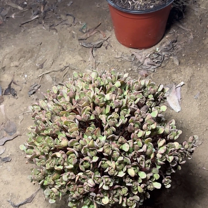 多肉植物小狐狸34