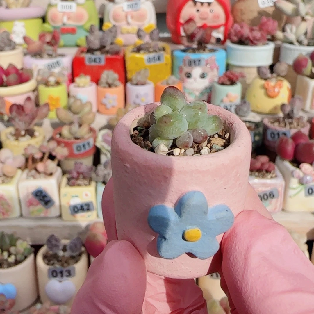 可爱小奶酪 盆口2cm