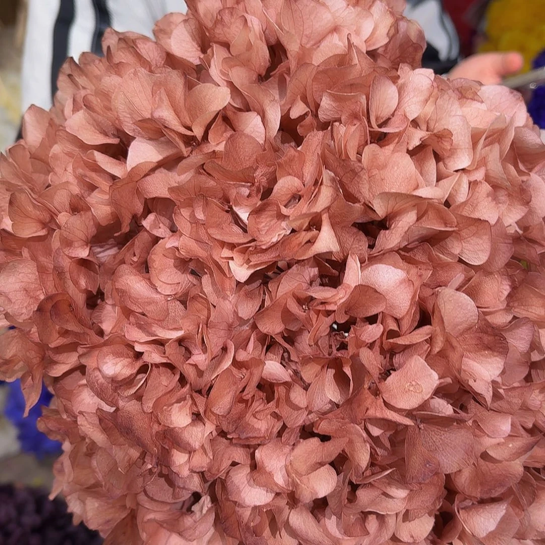 永生大叶绣球 1枝 咖色