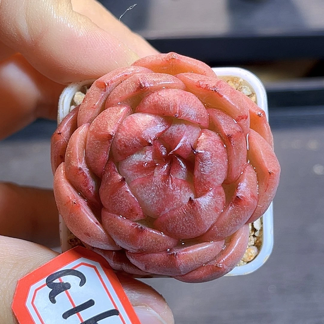 G166 一物一拍多肉 孤品