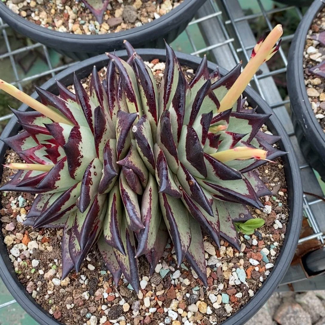 东***北青皮双头B-25.1.17