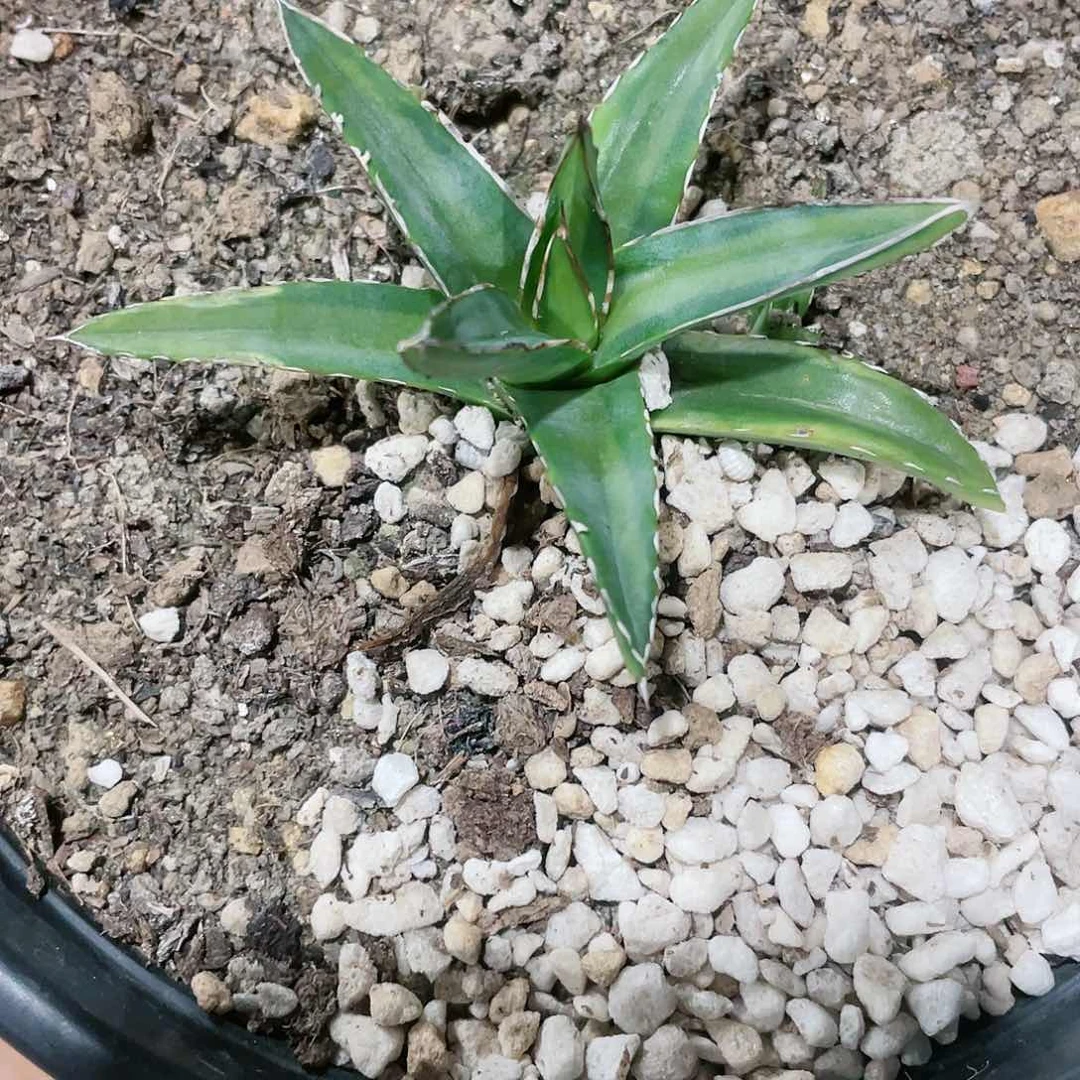 8**5达摩黄中斑小苗龙舌兰