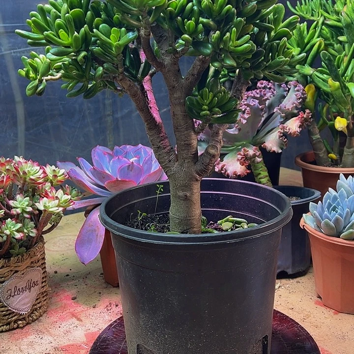 吸财树一物一拍好看