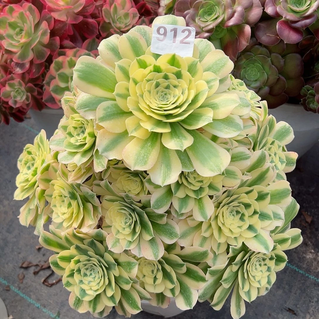 912迈巴赫法师多肉